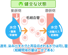 毛細血管：健全な状態