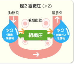 (図2) 組織圧イラスト