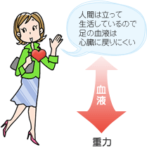 人間は立って生活しているので足の血液は心臓に戻りにくい