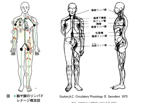 3 マッサージ むくみのページ リンパ浮腫の原因 専門医 治療ならむくみ情報サイト