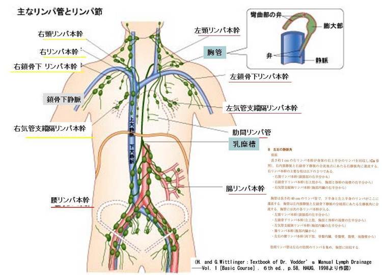 リンパ浮腫の考え方と治療の基本 むくみのページ リンパ浮腫の原因 専門医 治療ならむくみ情報サイト