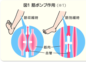 (図1) 筋ポンプ作用イラスト